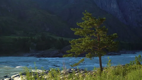 A lone pine tree stands on the bank of a mountain river. Video stock 93142787