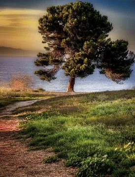 Lone pine tree stands on a grassy bluff overlooking the ocean at sunset Stock Photos