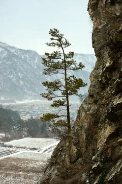 A lone pine tree on a stone ledge of a high mountain overlooking a snow-cover Stock Photos