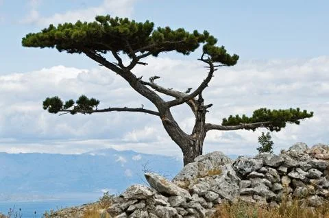 Lone pine tree on top of the hill on mediterranean island Stock Photos
