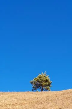 Lone pine tree on top of the hill with clear blue sky in background Stock Photos