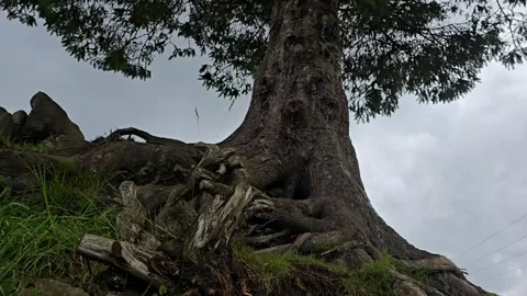 Lone pine tree with twisting roots on rocky cliff Stock Footage 340774087