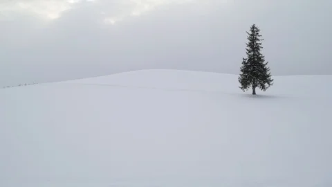 Lone pine tree under snowfall in Biei, Hokkaido, Japan Stock Footage 102261523