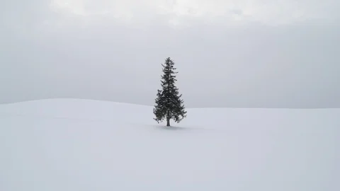 Lone pine tree under snowfall in Biei, Hokkaido, Japan Stock Footage 102261571