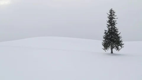 Lone pine tree under snowfall in Biei, Hokkaido, Japan Stock Footage 102261755
