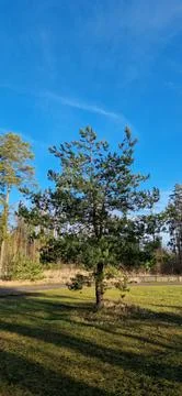 Lone pine tree with vibrant greenery Stock Photos