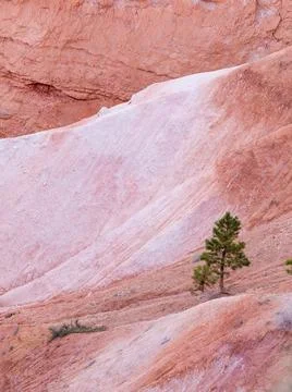 Lone Pine Tree on Vibrant Red and Pink Hoodoo Hills in Utah Desert Stock Photos