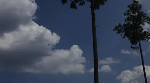 Lone Pine trees against cloudy blue sky, static @ 850% Stock Footage 25912639