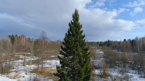 Lone pine in winter. Circle around them. Aerial Stock Footage 124000022