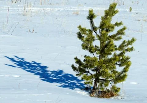 Lone pine winter Stock Photos