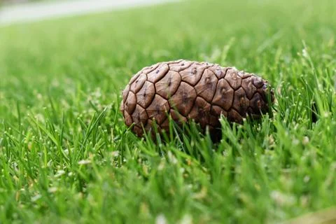 A lone pinecone fallen into the grass from the tree above Stock Photos