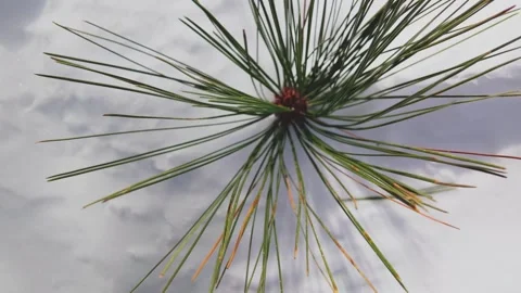 Lone Pinecone with Radiating Needles Casting Shadows on Pristine Snow. Stock Footage 301313429