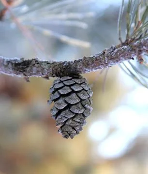Lone Pinecone from Red Pine Stock Photos
