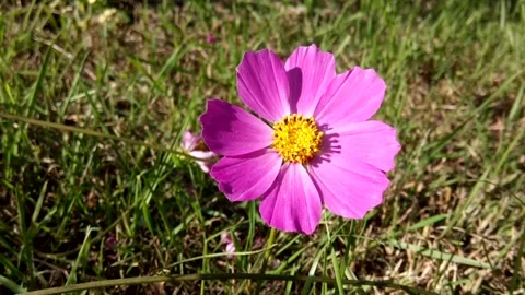 Lone pink cosmea Stock Footage 140520170
