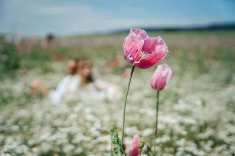 A lone pink poppy in focus on the background of a poppy field in out of focus Stockfoto's