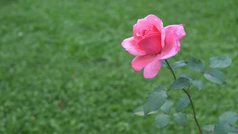 Lone Pink Rose with Green Background Stock Footage 104013853