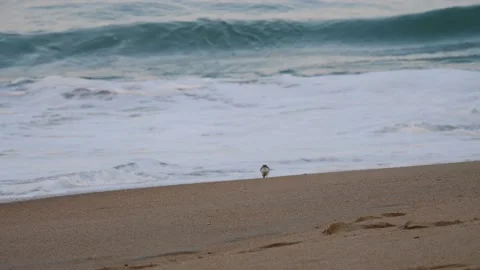Lone plover foraging on a beach alongside the ocean Stock Footage 150650655