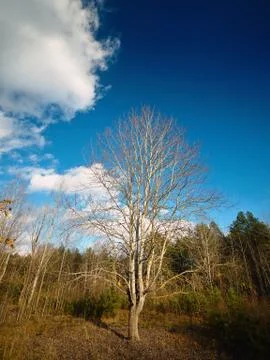 Lone poplar Stock Photos