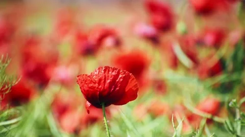 Lone Poppy Flower Close Up Stock Footage 50547741