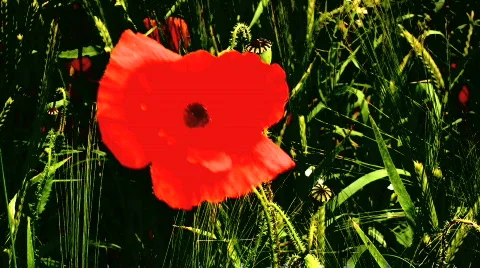Lone poppy Stock Footage 139443