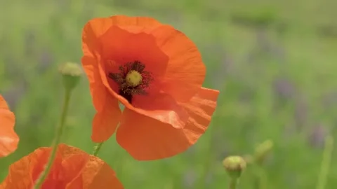 Lone Poppy in the Wind Stock Footage 248598138