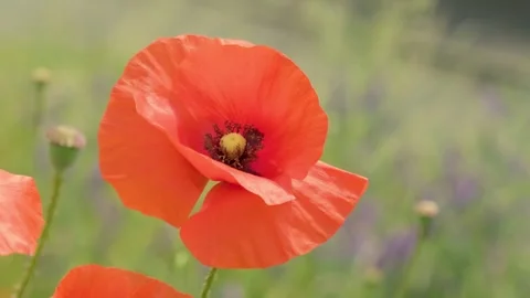 Lone Poppy in the Wind 動画素材 248598207