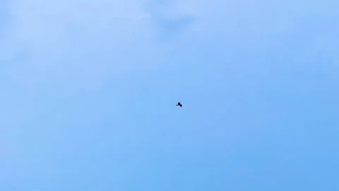 Lone predatory bird flying in open blue sky searching prey - low angle shot Stock Footage 345046575