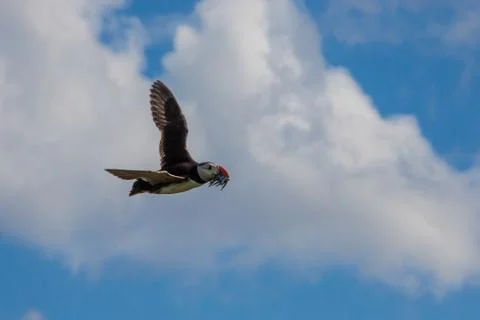 A lone puffin Stock Photos