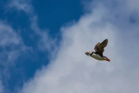 A lone puffin Stock Photos