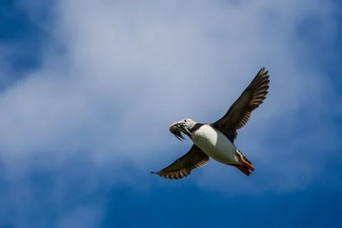 A lone puffin Stock Photos