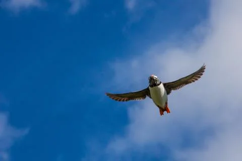 A lone puffin Stock Photos