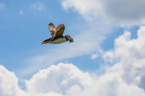 A lone puffin Stock Photos
