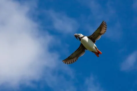 A lone puffin Stock Photos