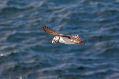A lone puffin Stock Photos