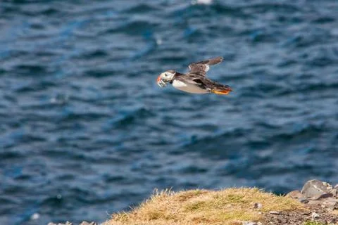 A lone puffin Stock Photos