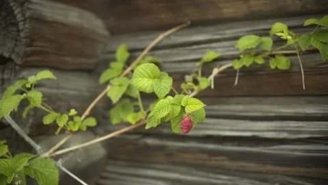 Lone Raspberry Ripening on a Vine Against the Weathered Facade of an Old Wooden Stock Footage 257764042