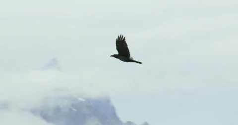 Lone Raven Flying Calling Slow Motion Cloudy Mountain Peak Alaska Видео 246788484