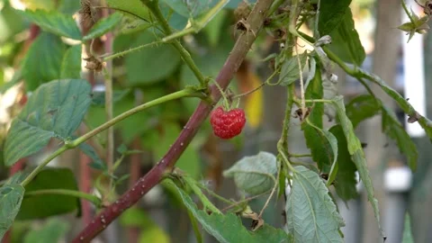 A lone red raspberry berry hangs on a branch on a Sunny day and sways in the win Video stock 109340231