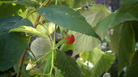 A lone red raspberry berry hangs on a Bush in the shade under a green leaf Video stock 109400966