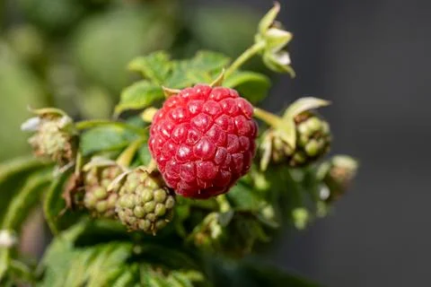 Lone red ripe raspberry ripening on a green bush in the sun Foto stock