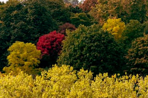 Lone red tree Stock Photos