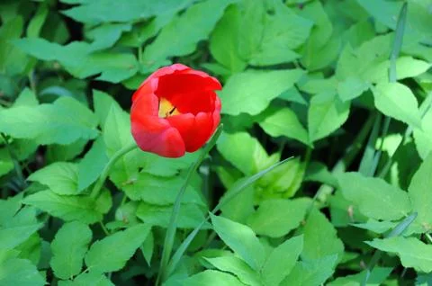 Lone red tulip Stock Photos