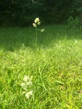 Lone reed in the field Stock Photos
