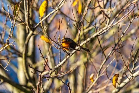 Lone Robin in Bare Tree Stock Photos