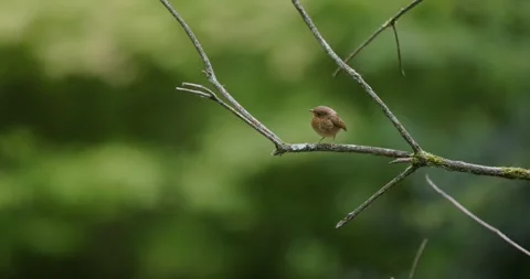 Lone robin bird sits on thin tree branch with green forest background Stock Footage 314245537