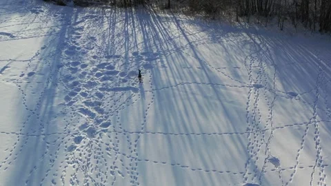 Lone roe deer on a winter snow field near the forest, aerial Video stock 270769868