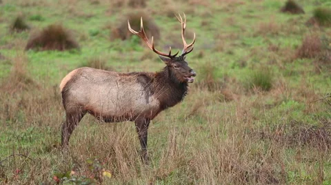 LONE ROOSEVELT BULL ELK  LOOKING RIGHT AT LENS Stock Footage 59071980