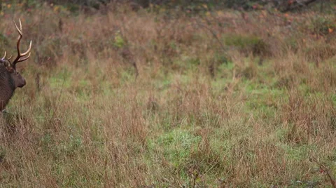LONE ROOSEVELT BULL ELK  WALKING THROUGH FRAME Stock Footage 59072007