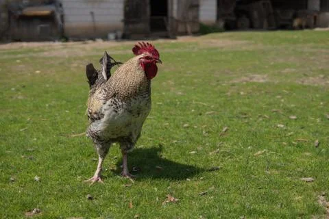 Lone rooster Stock Photos
