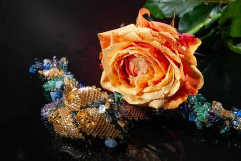 Lone Rose Stock Photos